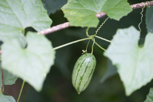 Image of Melothria Cucumis (Melothria cucumis) by no rights reserved
