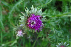 Carduus defloratus