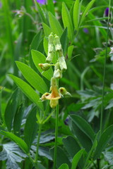 Lathyrus laevigatus occidentalis