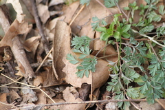 Dicentra