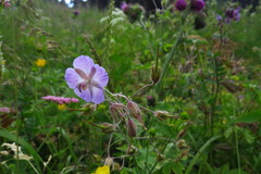 Geranium phaeum lividum
