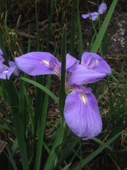 Iris giganticaerulea