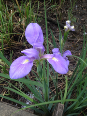Iris giganticaerulea