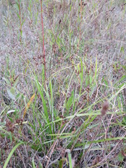 Carex flaviformis