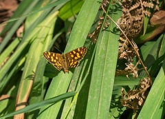 Oreixenica kershawi