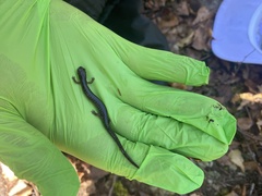 Plethodon cinereus image