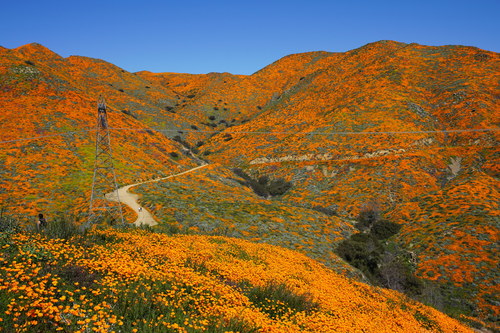 Pavot de Californie 4