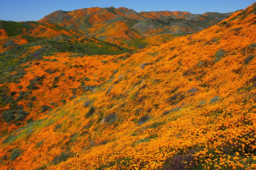 Pavot de Californie 2