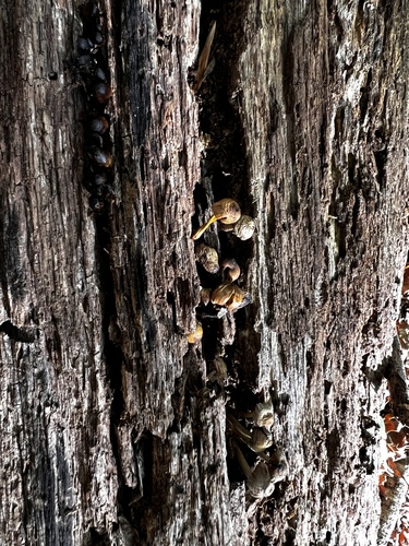 Mycena inclinata (Photo 2 of 4)