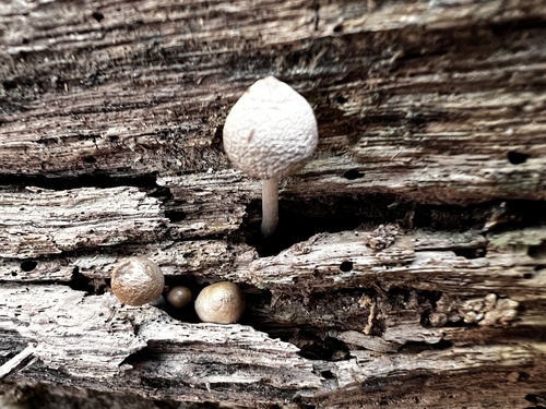 Mycena inclinata (Photo 3 of 4)
