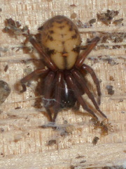 Callobius pictus