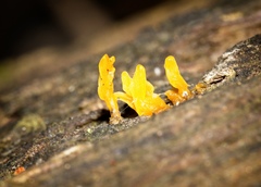 Calocera sinensis