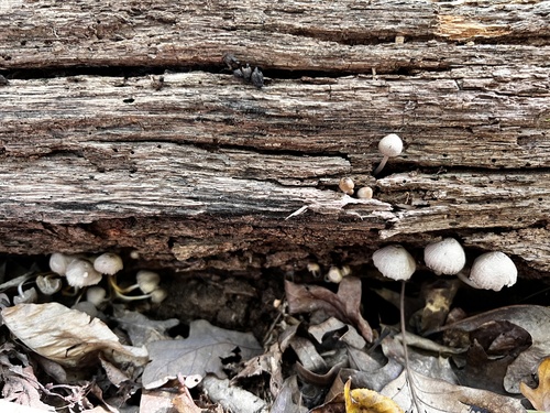 Mycena inclinata (Photo 4 of 4)