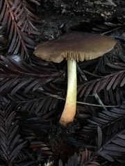 Pluteus fulvibadius