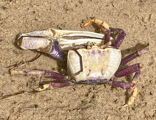 West African Fiddler Crab, Banc d'Arguin National Park, Dakhlet Nouadhibou, MR, photo 10 of 10