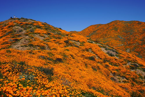 Pavot de Californie 3