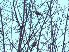 Haemorhous mexicanus