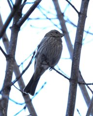 Haemorhous mexicanus