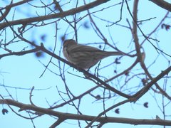 Haemorhous mexicanus