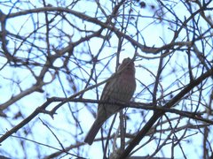 Haemorhous mexicanus