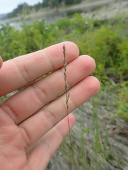 Muhlenbergia richardsonis