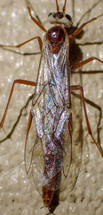 Eremotylus