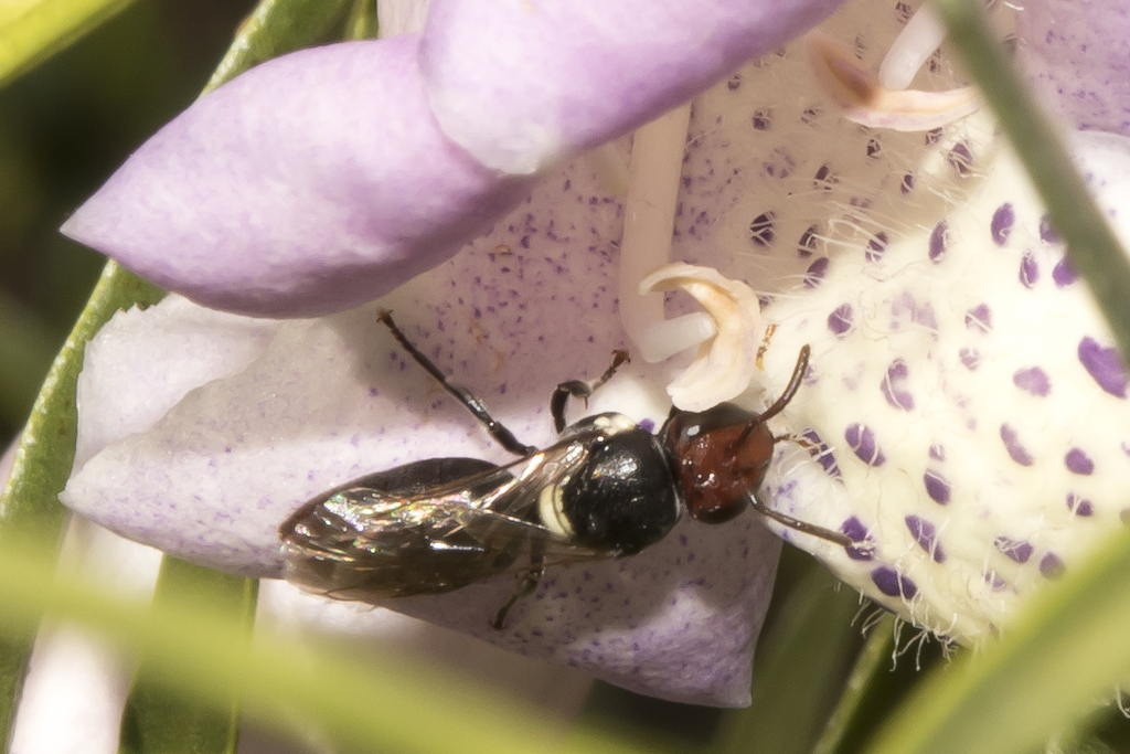 Plumed Meroglossa