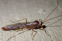 Eremotylus
