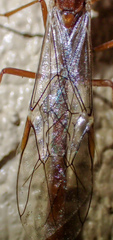 Eremotylus