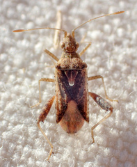 Harmostes angustatus