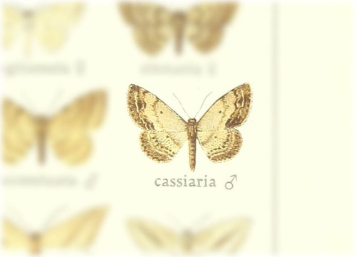 Scopula cassiaria