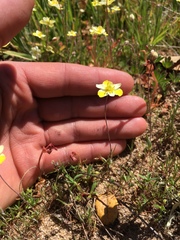 Hesperomecon linearis