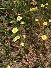 Hesperomecon linearis