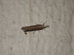 Tehama bonifatella