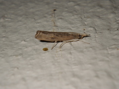 Tehama bonifatella