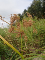 Scirpus pedicellatus
