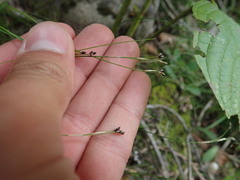 Carex eburnea image