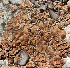 Psora pseudorussellii