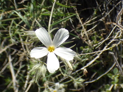 Phlox tenuifolia
