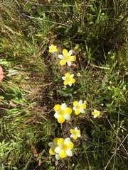 Hesperomecon linearis