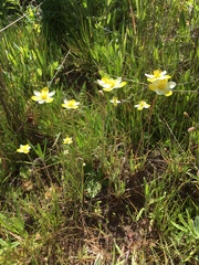 Hesperomecon linearis