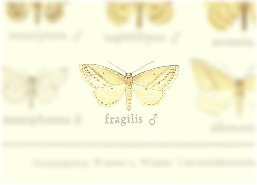 Scopula fragilis