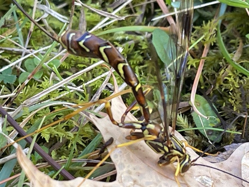 Long-tailed giant ichneumon wasp