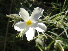 Phlox tenuifolia
