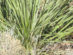 Yucca campestris