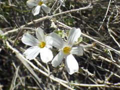 Phlox tenuifolia