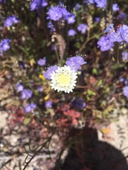 Chaenactis fremontii