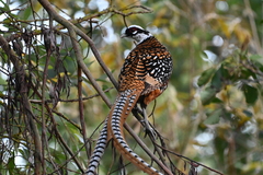 Reeves's Pheasant photo 4