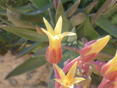 Dudleya saxosa collomiae