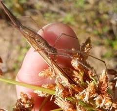 Tetragnatha versicolor
